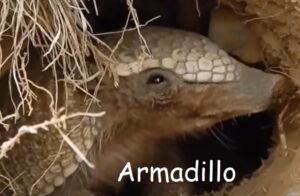 Principales características de los ARMADILLOS 