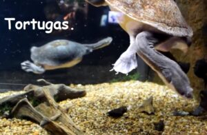 Tortugas exóticas que existen en el mundo