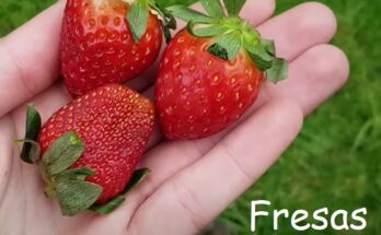 Cómo germinar Fresas con éxito