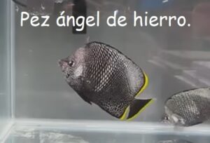 Peces más caros para Acuarios