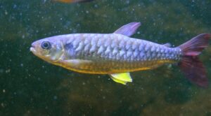 Peces más caros para Acuarios