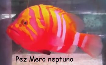 Peces más caros para Acuarios