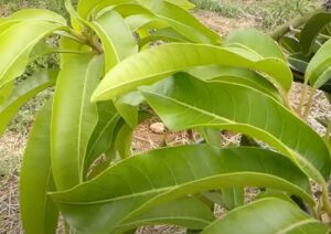 Cómo Cuidar un Árbol de Mango