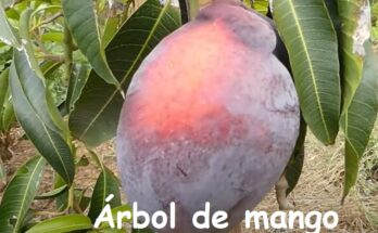 Cómo Cuidar un Árbol de Mango