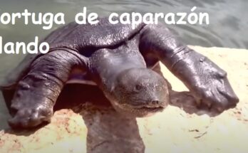 Tortugas exóticas que existen en el mundo