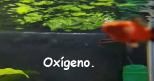 Cómo Oxigenar correctamente un Acuario