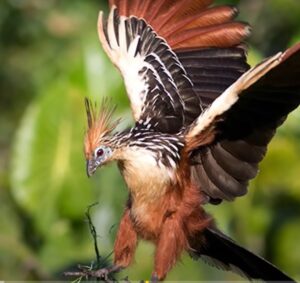 Aves más extrañas en el mundo