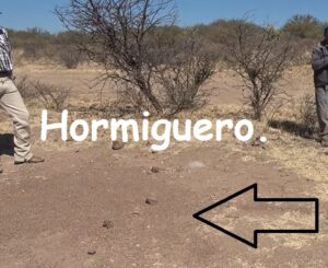 Cómo encuentran agua las Hormigas