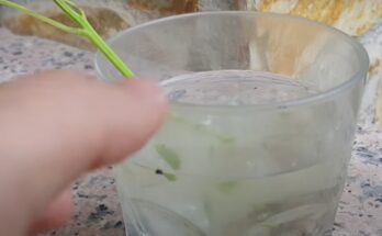 Cómo hacer enraizador natural casero