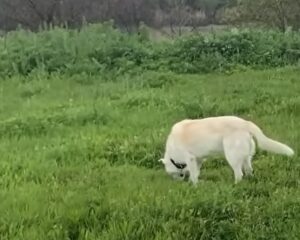 Porque mi perro me enseña la panza