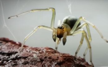 Cuáles son las Arañas más venenosas