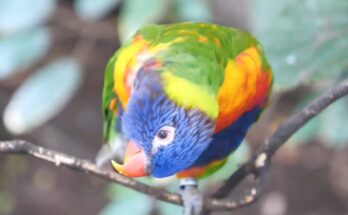 Las aves silvestres más salvajes