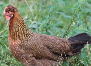 Cuales son las gallinas más caras