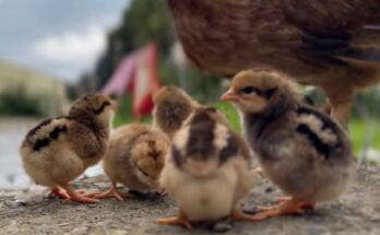 Cuales son las gallinas más caras