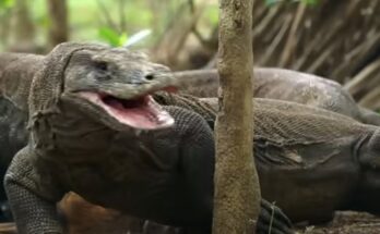 Características del gigante dragón de Komodo