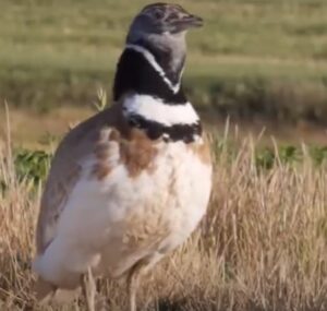 Las aves más raras que no son tan conocidas