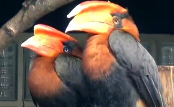 Las aves más raras que no son tan conocidas