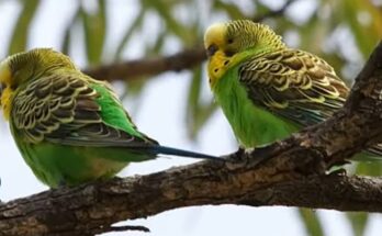 Cómo son los Loros o cotorros Australianos