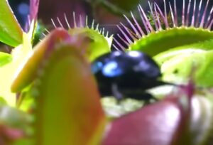 Cómo alimentar una planta Carnívora