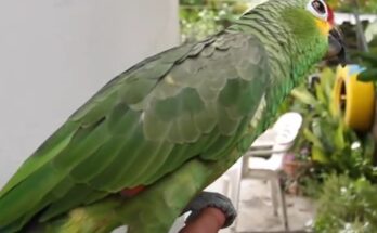 Como cuidar a un Loro verde que habla