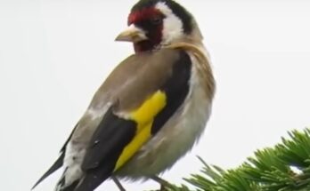 Las Aves con el canto más bonito