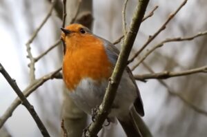 Las Aves con el canto más bonito