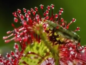 Cómo se alimenta una planta carnívora