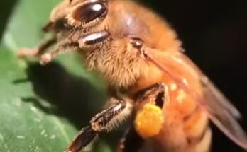 Porqué debemos Cuidar a las Abejas