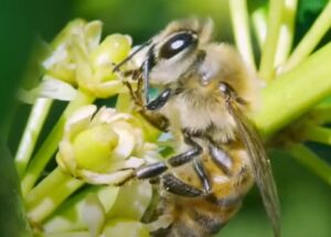 Porqué debemos Cuidar a las Abejas