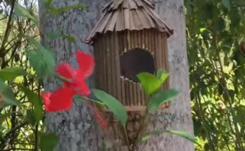 Cómo hacer una casa reciclada para pájaros