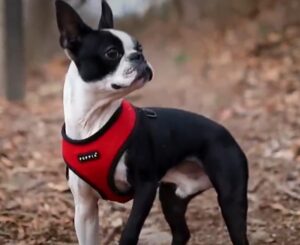 Los perros pequeños más Caros